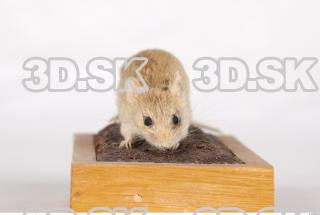 Mouse-Mus musculus 0005